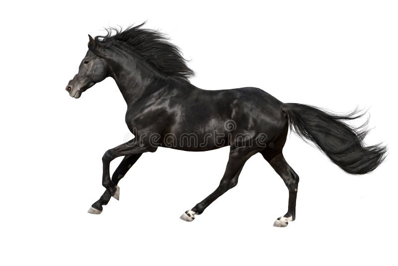 Black horse isolated