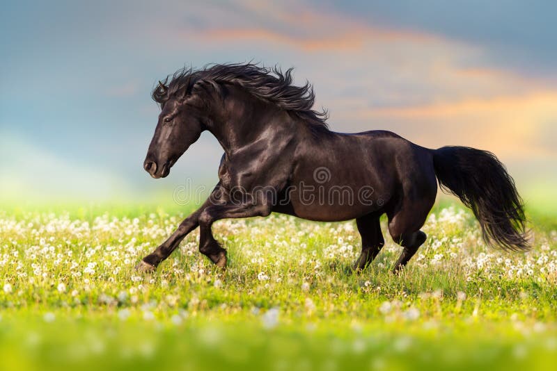 Black horse run