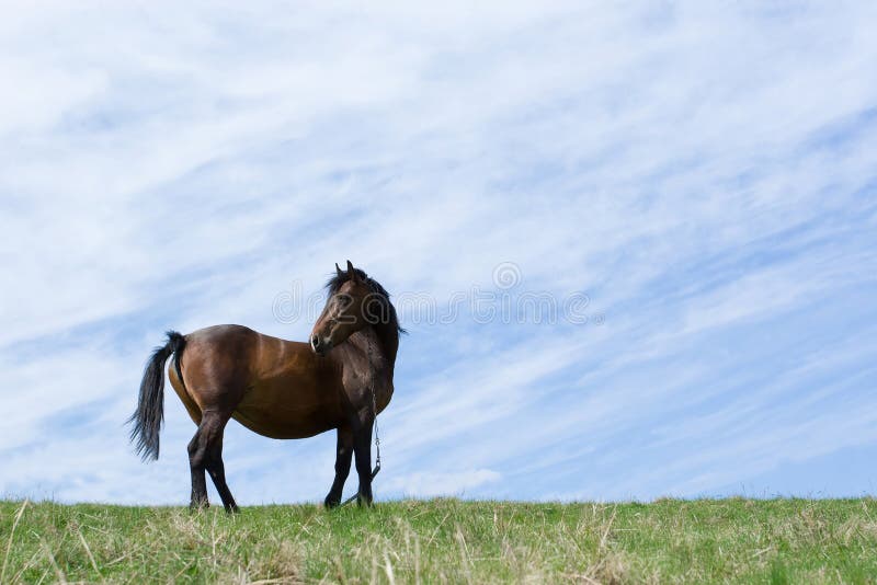 Black horse on the meadow.