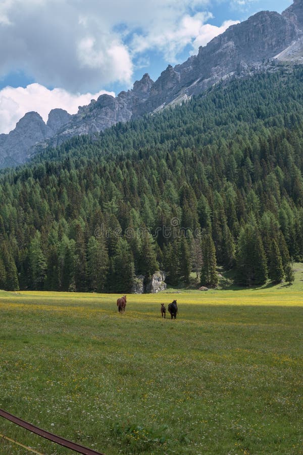 Black Horse Pasturing in Grazing Lands: Italian Dolomites Alps Scenery near Misurina Lake