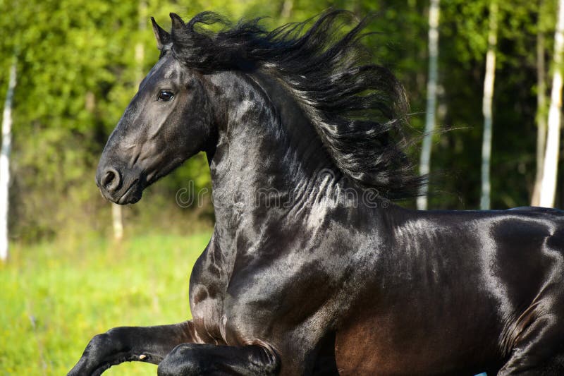 Black horse portrait with beautiful mane in motion