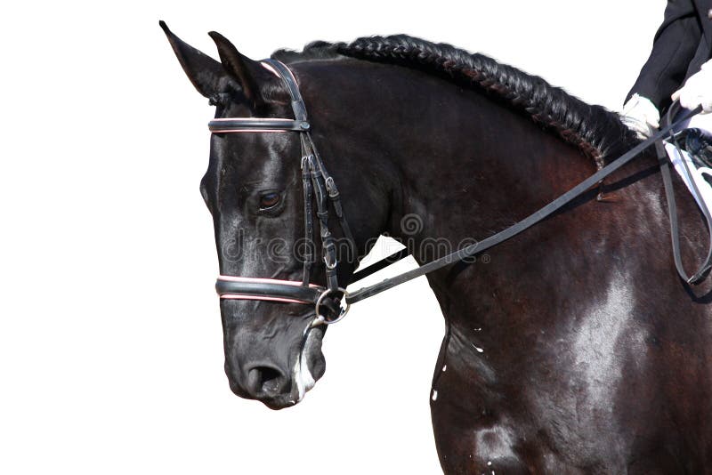 Black horse portrait during dressage competition isolated on white royalty free stock images Black horse portrait during dressage competition isolated on white royalty free stock images