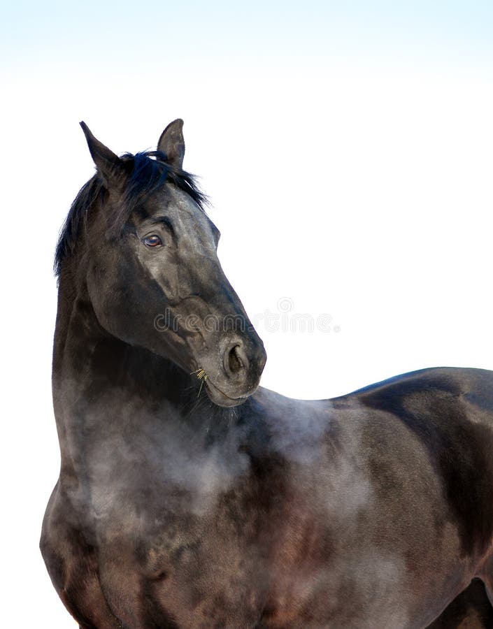 Black horse portrait look back isolated on white