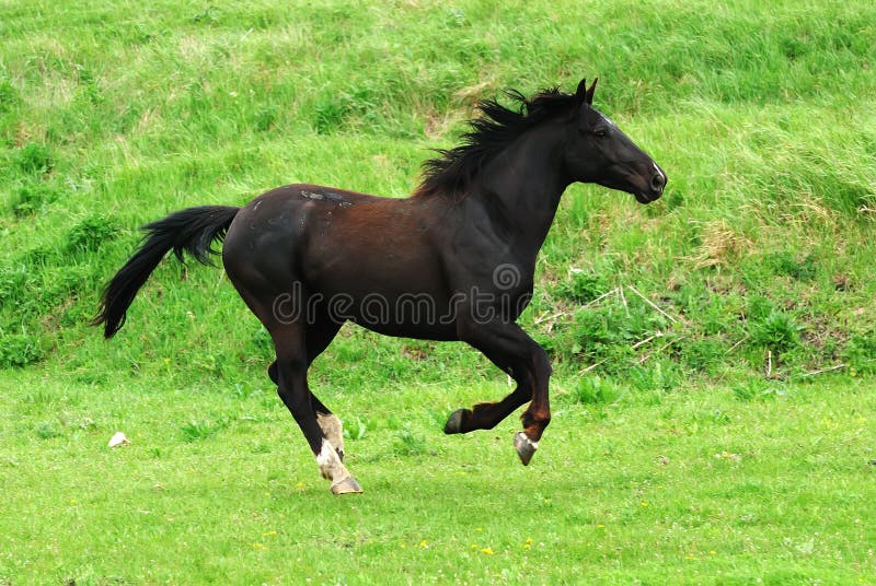 Black horse running gallop on pasture