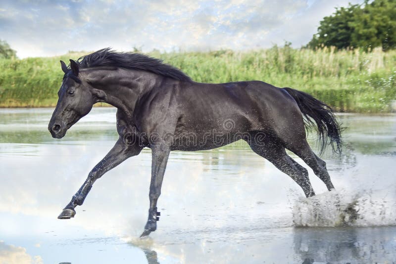 Black horse running