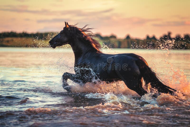 Black horse running in water at sunset
