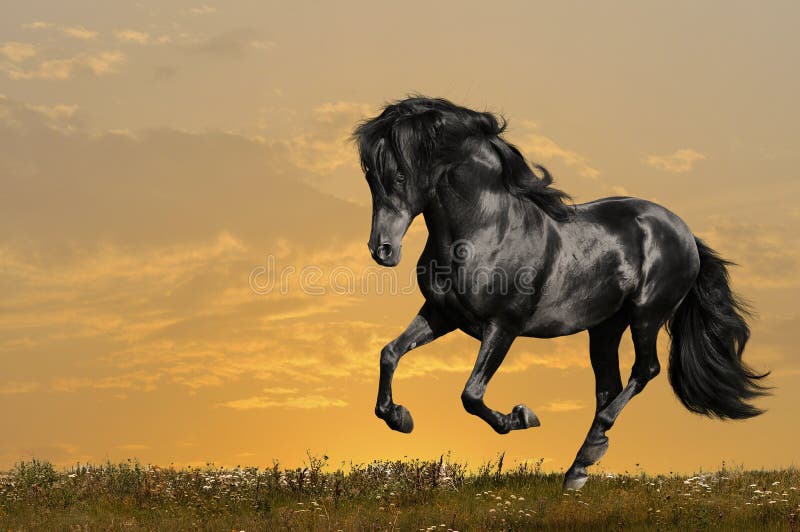 Black horse runs gallop