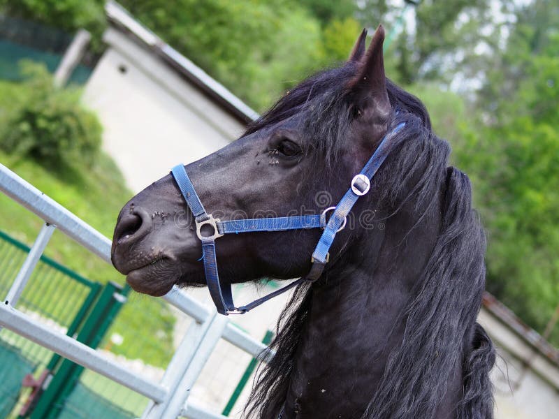 Black horse stock image. Image of riding, tack, profile 32264355