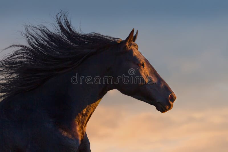 Black horse at sunlight