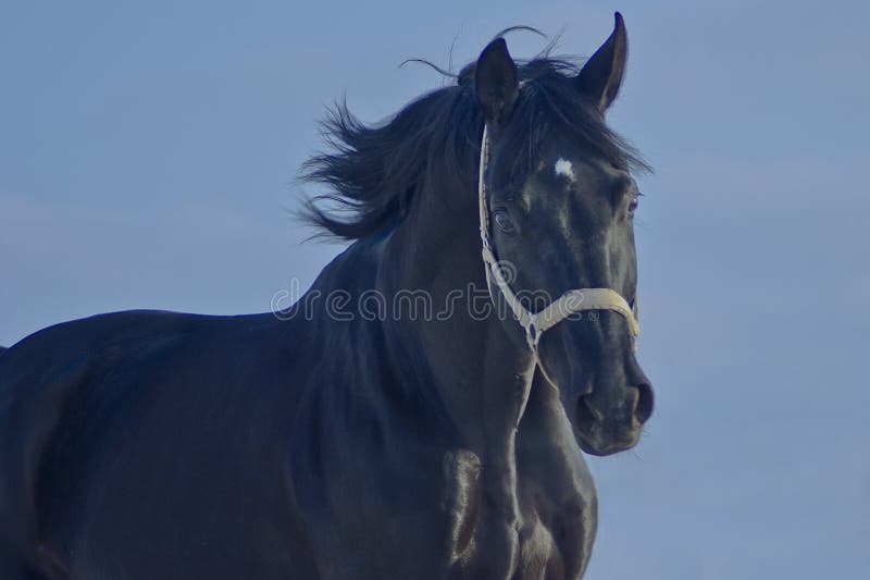 Black horse with a white blaze running royalty free stock photo Black horse with a white blaze running royalty free stock photo