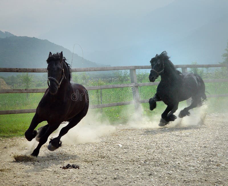 Black horses running