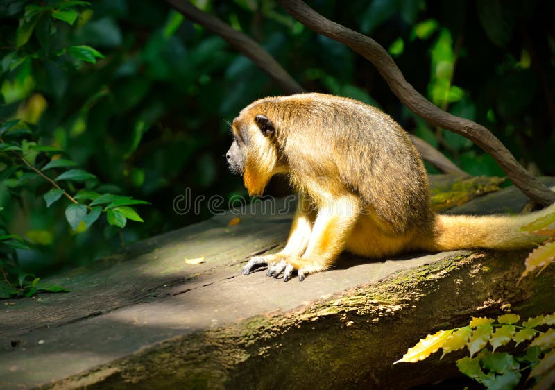 Black Howler Monkey (Alouatta caraya)