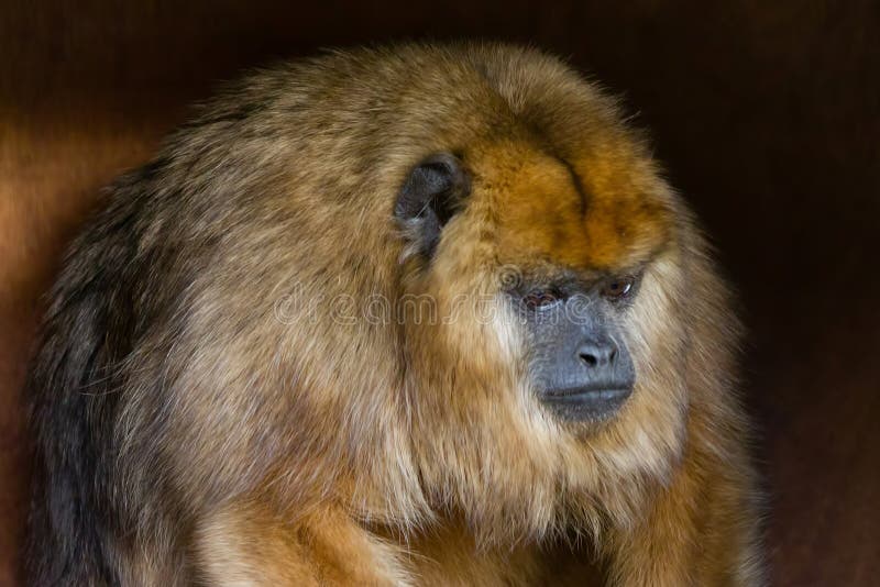 Black Howler Monkey Alouatta caraya