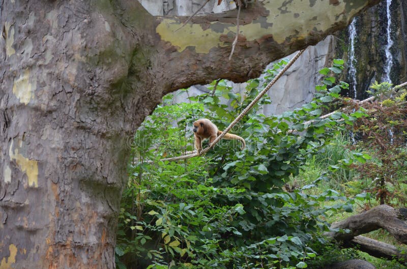 monkey safari frankfurt