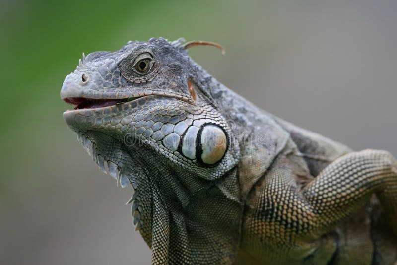 Black Iguana Stock Photo - Image: 22677250