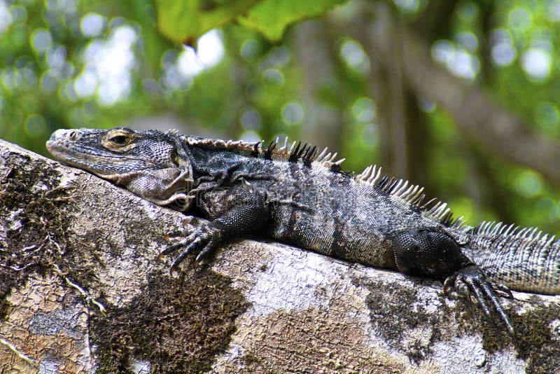 iguana camo