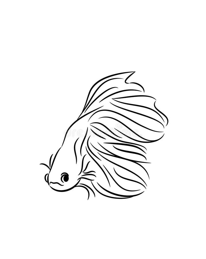 Black Ink Doodle Line Drawing of Siamese Fighting Betta Fish Icon Isolated  on White Background. Stock Vector - Illustration of line, isolated:  221044287
