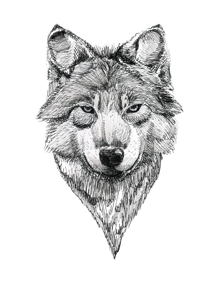 Arctic wolf portrait drawing