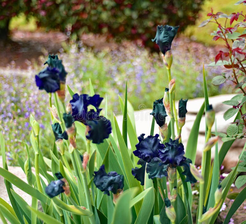 Black iris plant stock photo. Image of grass, botany 181657782