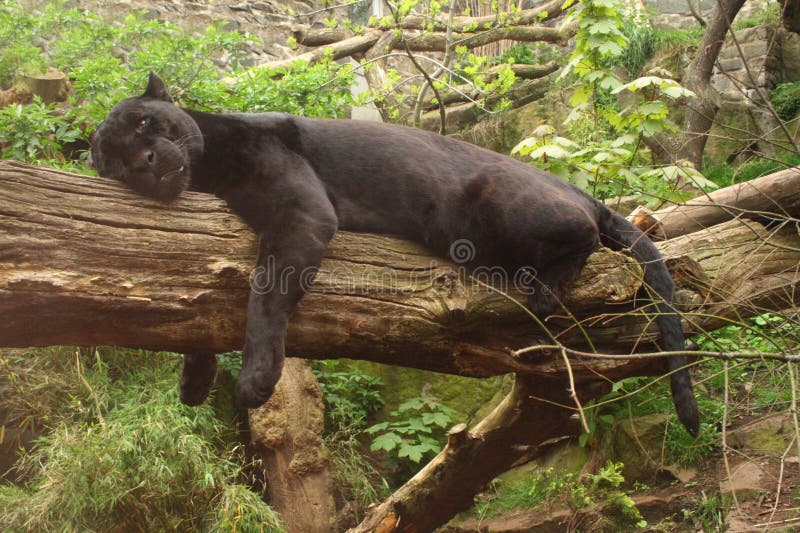 Durmiendo negro, (la jungla un libro? ) 