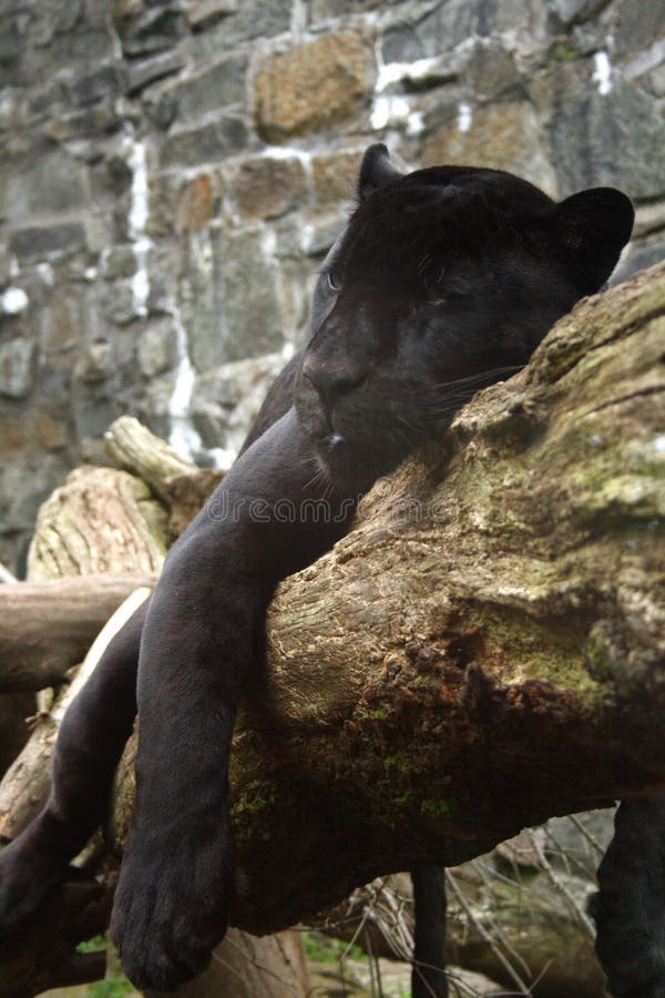 5+ Sleeping black panther Free Stock Photos StockFreeImages