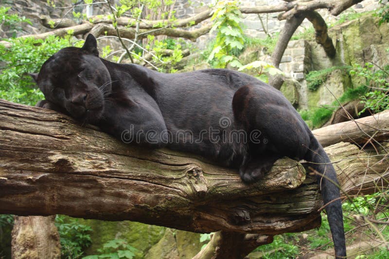 Black Jaguar