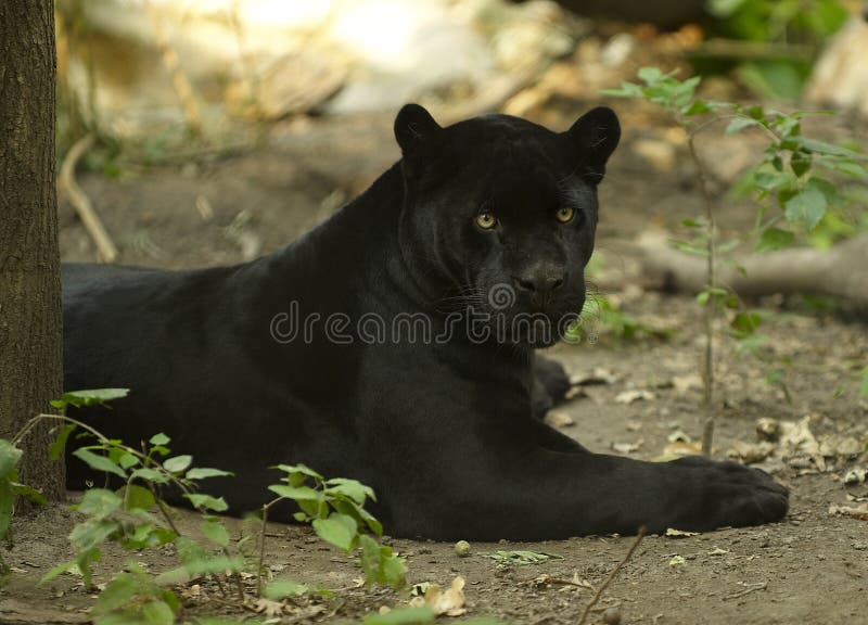 Black Jaguar