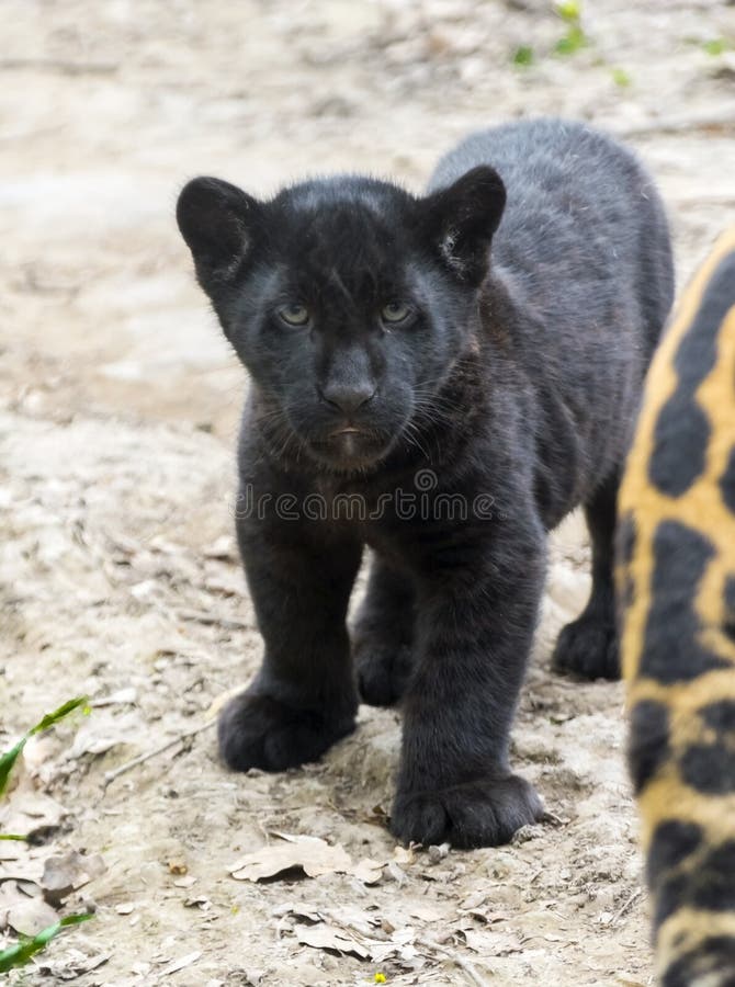 animal puma preto