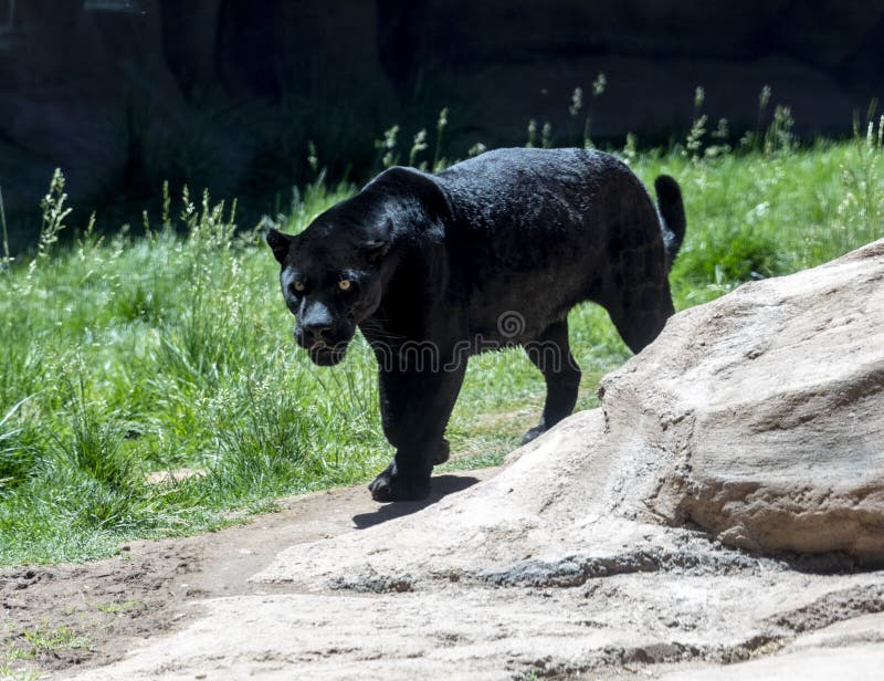 Black jaguar or panther stock image. Image of jaguar - 148595737 Black jaguar or panther stock image. Image of jaguar - 148595737