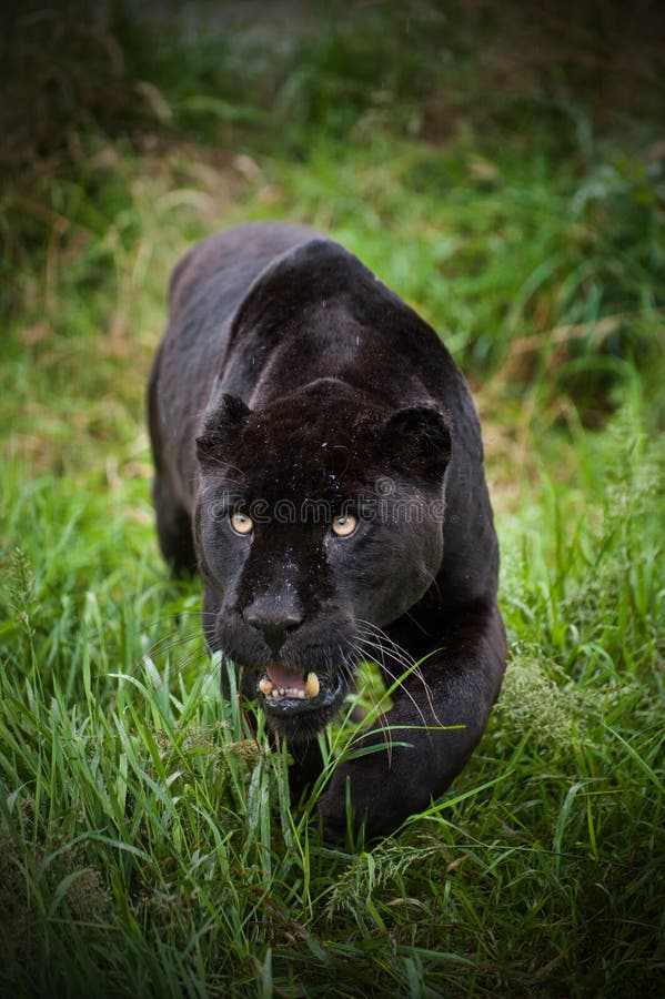 Black jaguar Panthera Onca prowling