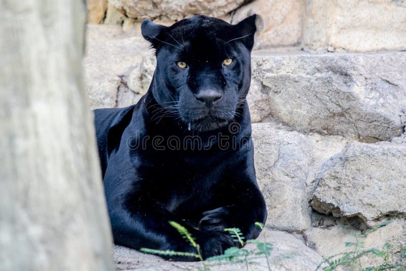 black jaguar habitat