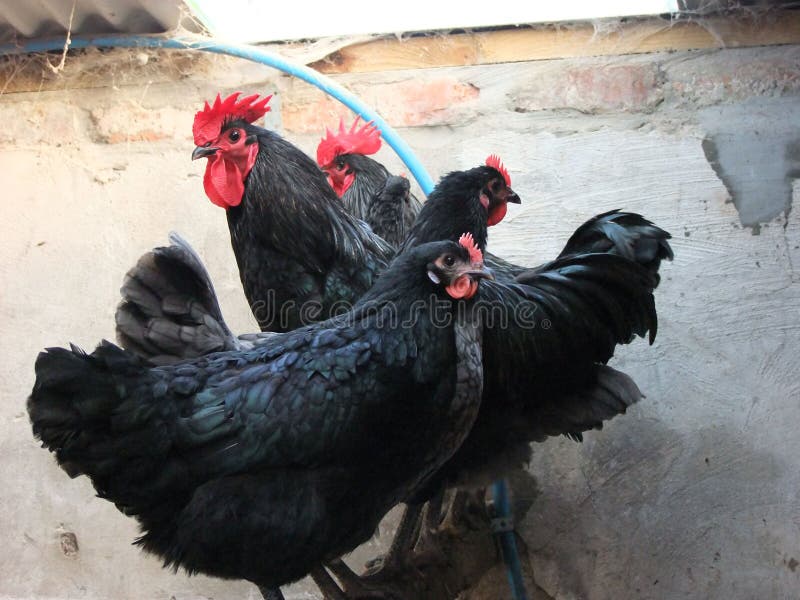 black jersey giant chicken