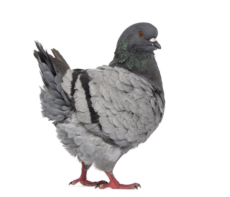 Black King Pigeon Isolated on White Stock Photo Image of grey, pigeon