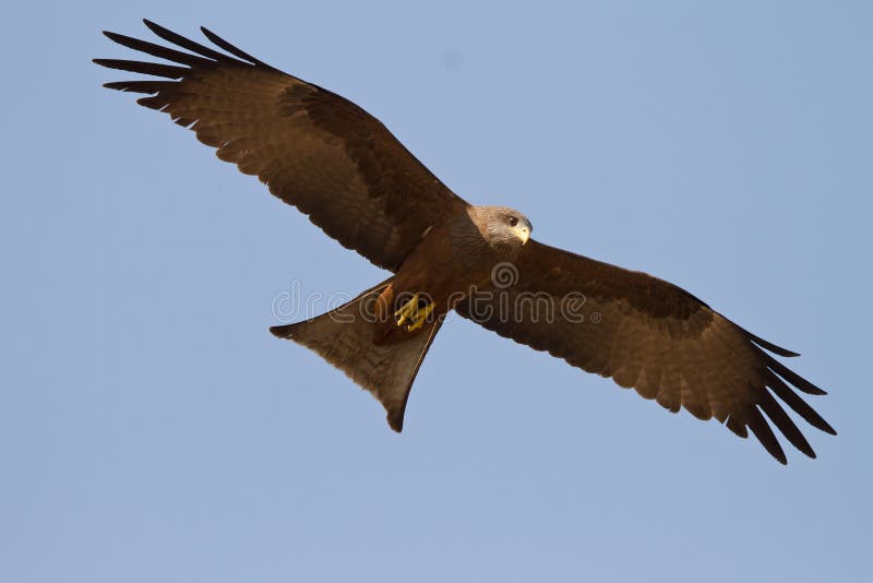 Black kite royalty free stock photos