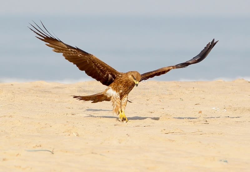 Black Kite Accurate Landing on he Sand. Close Up Stock Image Image of