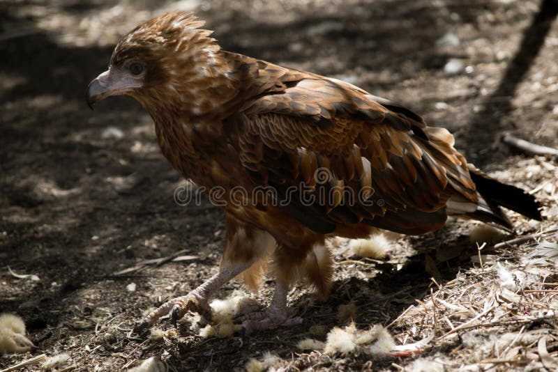 Kite Hunting For Food stock image. Image of strength 17900677