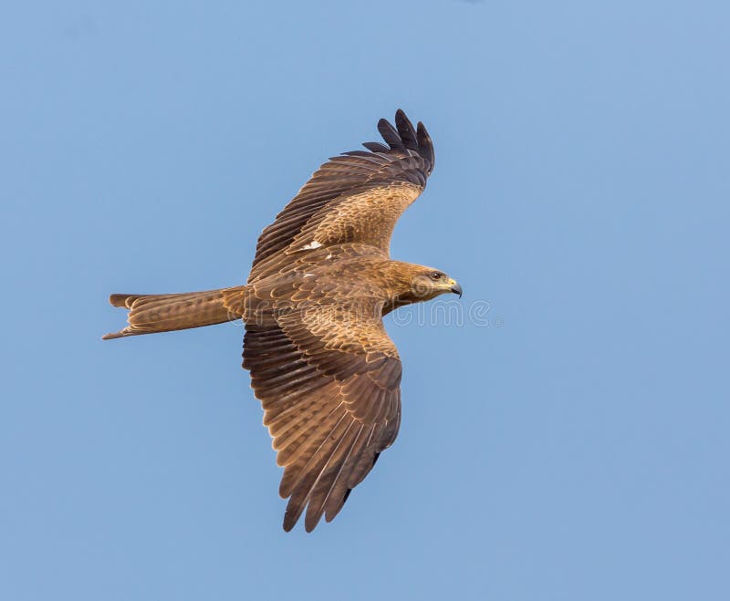Black Kite, India. stock image. Image of beak, indian 88376033
