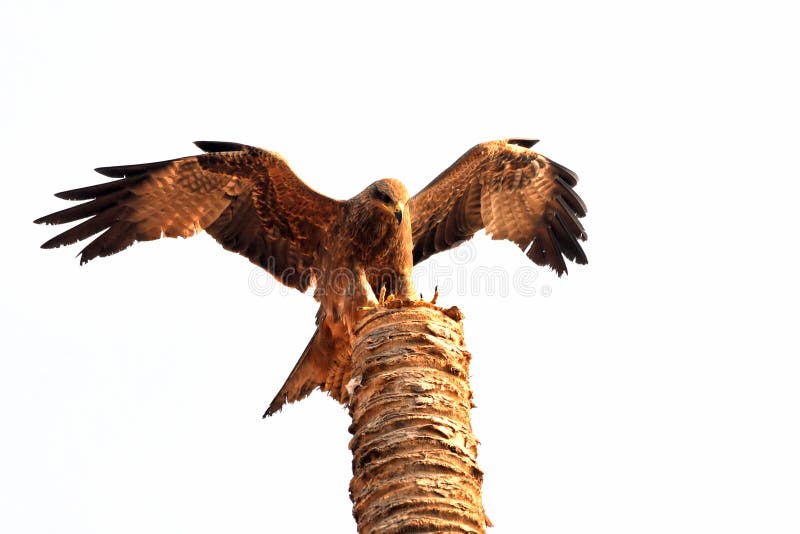 Black Kite landing on broken palm royalty free stock photo Black Kite landing on broken palm royalty free stock photo