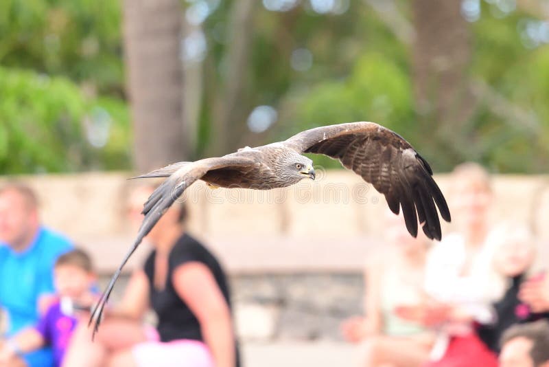 Black kite milvus migrans royalty free stock photos Black kite milvus migrans royalty free stock photos