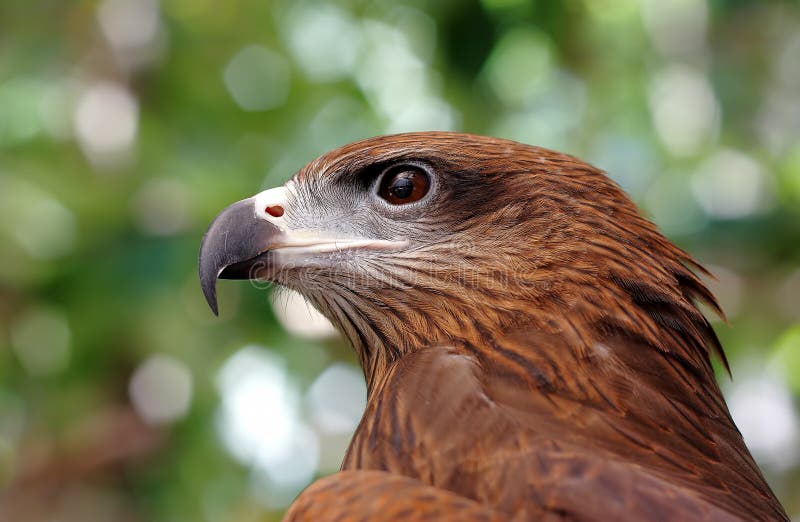 Black Kite Pariah Kite Milvus Migrans Stock Photo Image of beauty