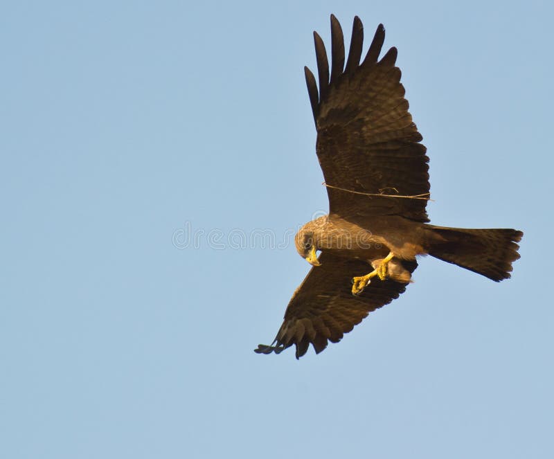 A Black Kite with a twig.