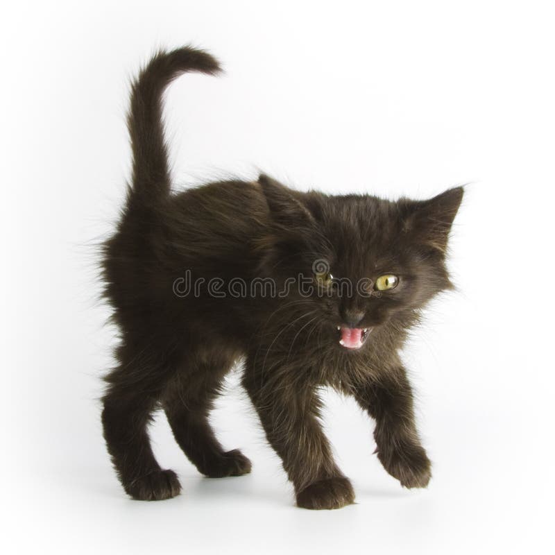 Pisică neagră stock photo