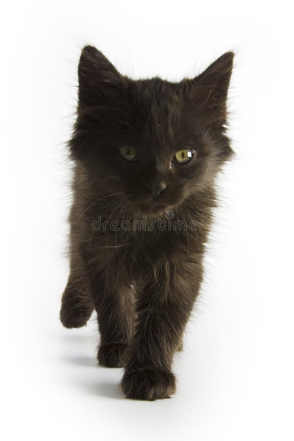 Pisică neagră stock photos