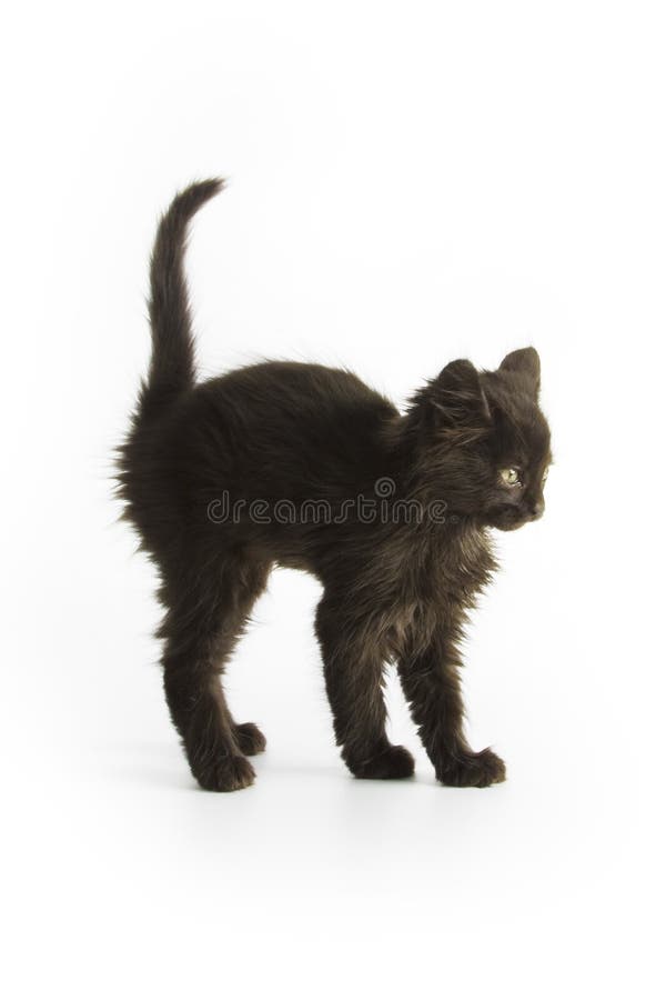 Pisică neagră royalty free stock photo