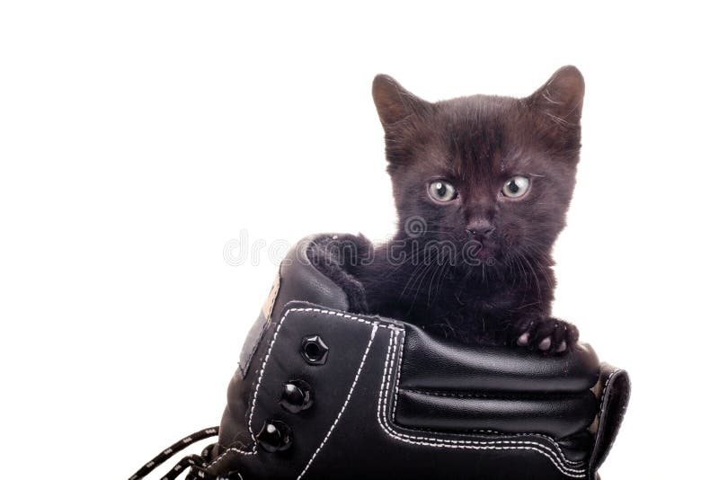 Pretty black kitten in a big black shoe looking the camera. Pretty black kitten in a big black shoe looking the camera