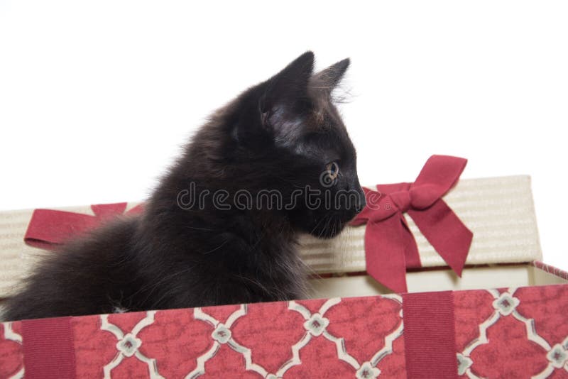 Black kitten in gift box stock photo. Image of black 75923462