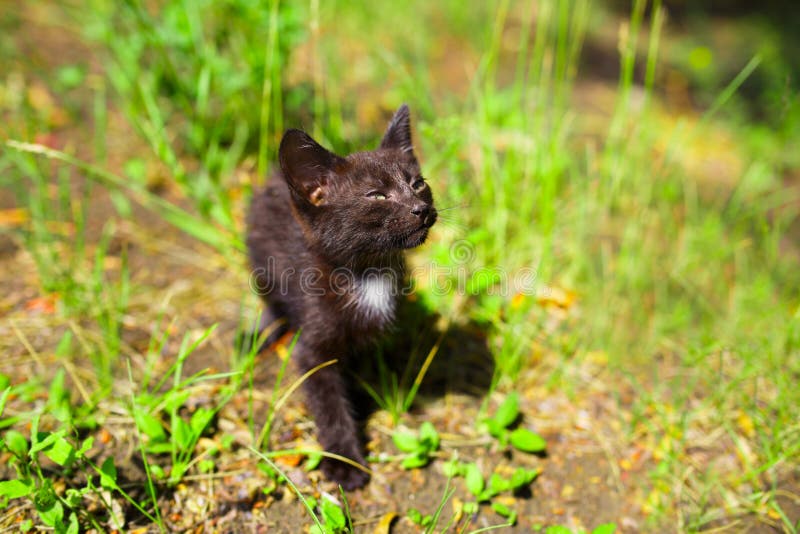 Black Kitten in the Green Grass Field Stock Image Image of portrait
