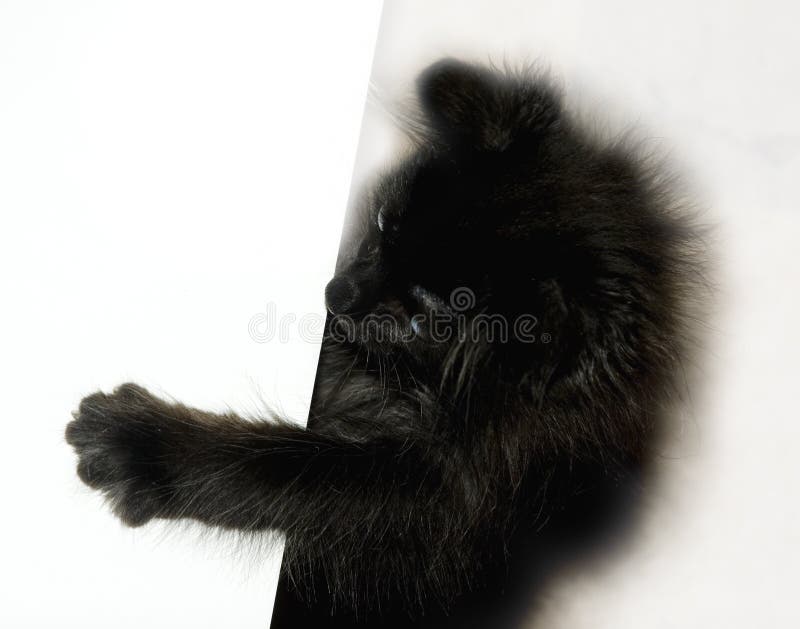 Pisicuță neagră jucând royalty free stock photos
