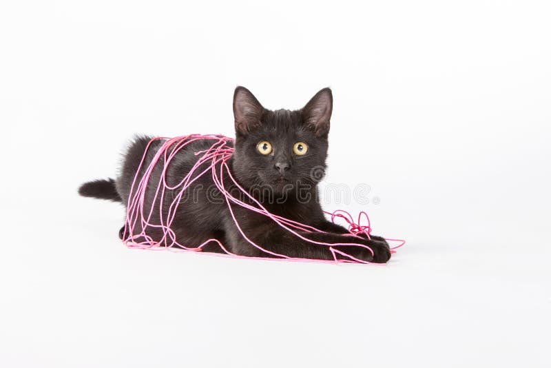 Cute Black Kitten stock image. Image of kitten, black 12009513