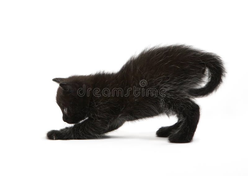Pisicuța neagră joacă royalty free stock photography